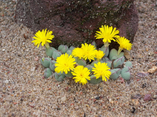 conophytum bilobum v.gracile